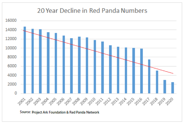 røde pandaer
