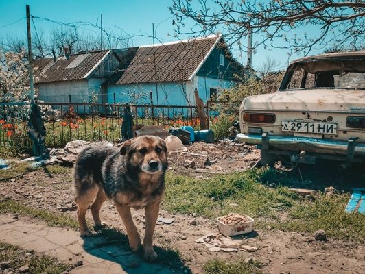 Gadehund i Ukraine, som får foder af Save The Dogs