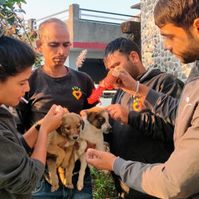 Foreningen Dyrlæger uden Grænser støtter World Rabies Day