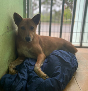 Donation - Billede 6